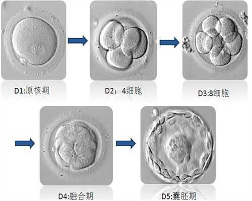 上海代孕-上海代孕公司哪家好-上海现在代孕要多